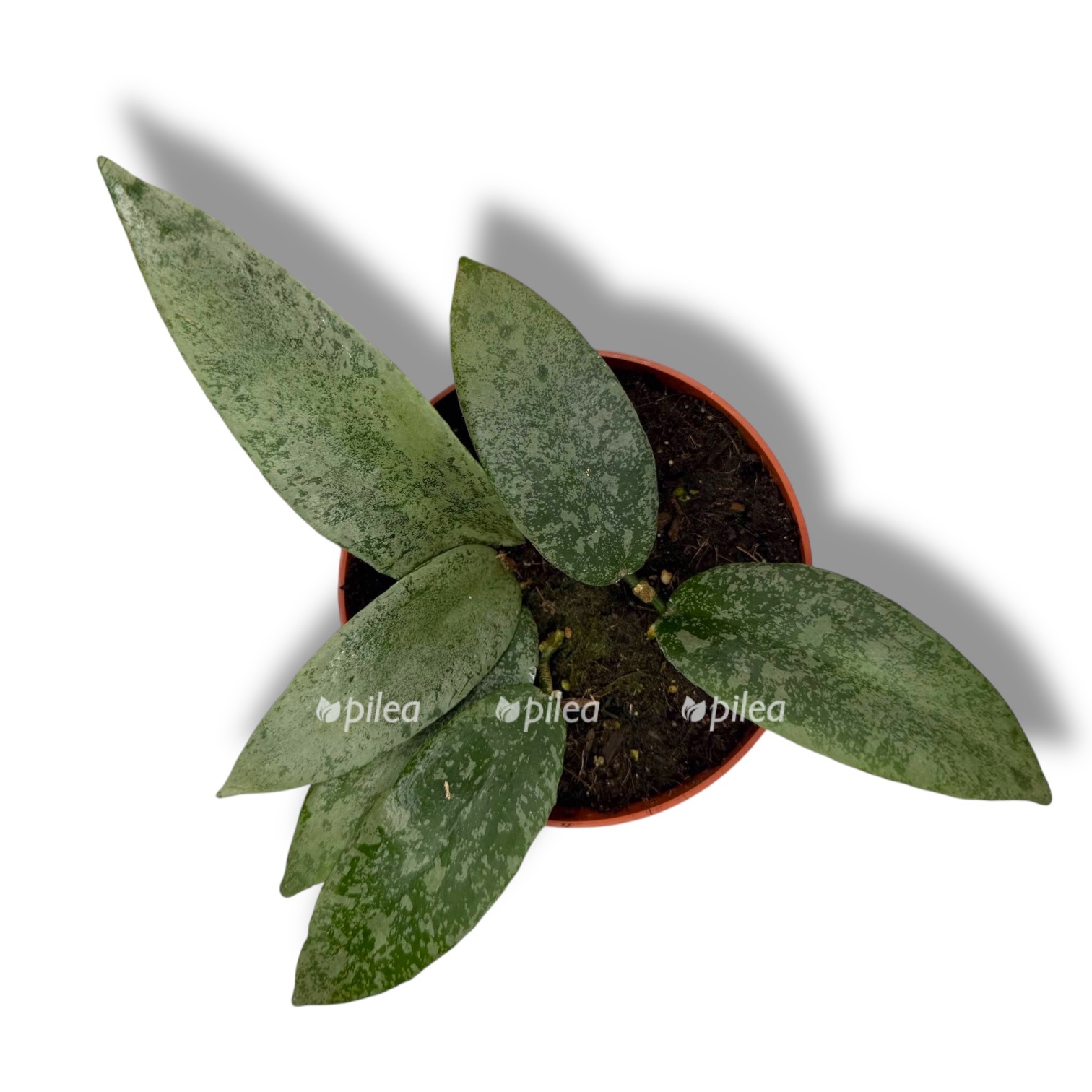 hojya flagellata silver