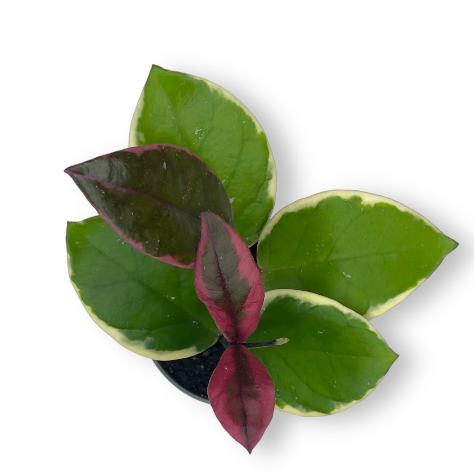 hojya flamingo drim 15 sm