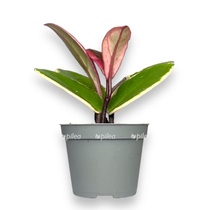 hojya flamingo drim e1700750922401