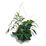 hojya fuvuensis e1768036838991