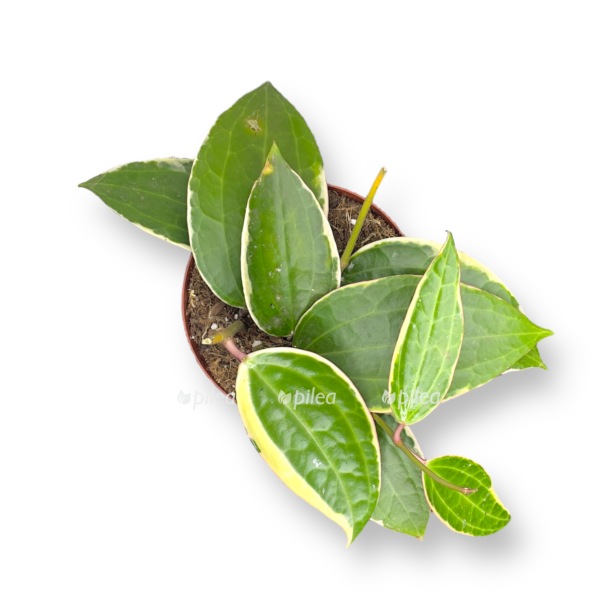 hojya gold d12 sm e1770134842443