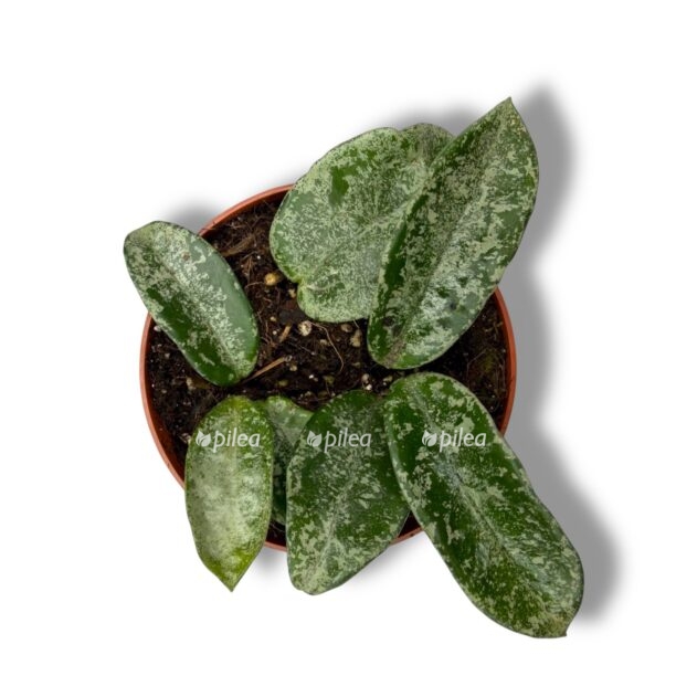 hojya grej host e1770225791917