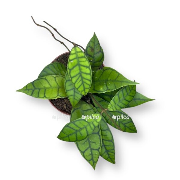 hojya kallistofilla 1 e1731036652986