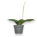 hojya kallistofilla sabah