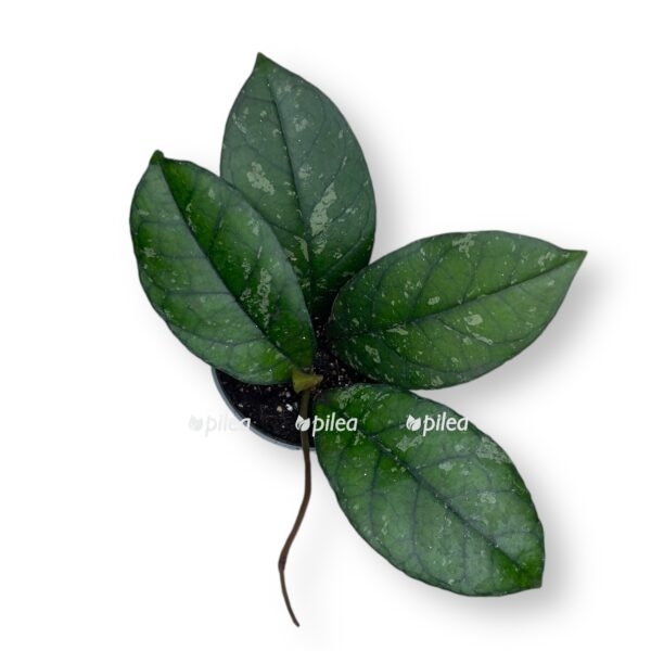 hojya kallistofilla sabah e1738940207540