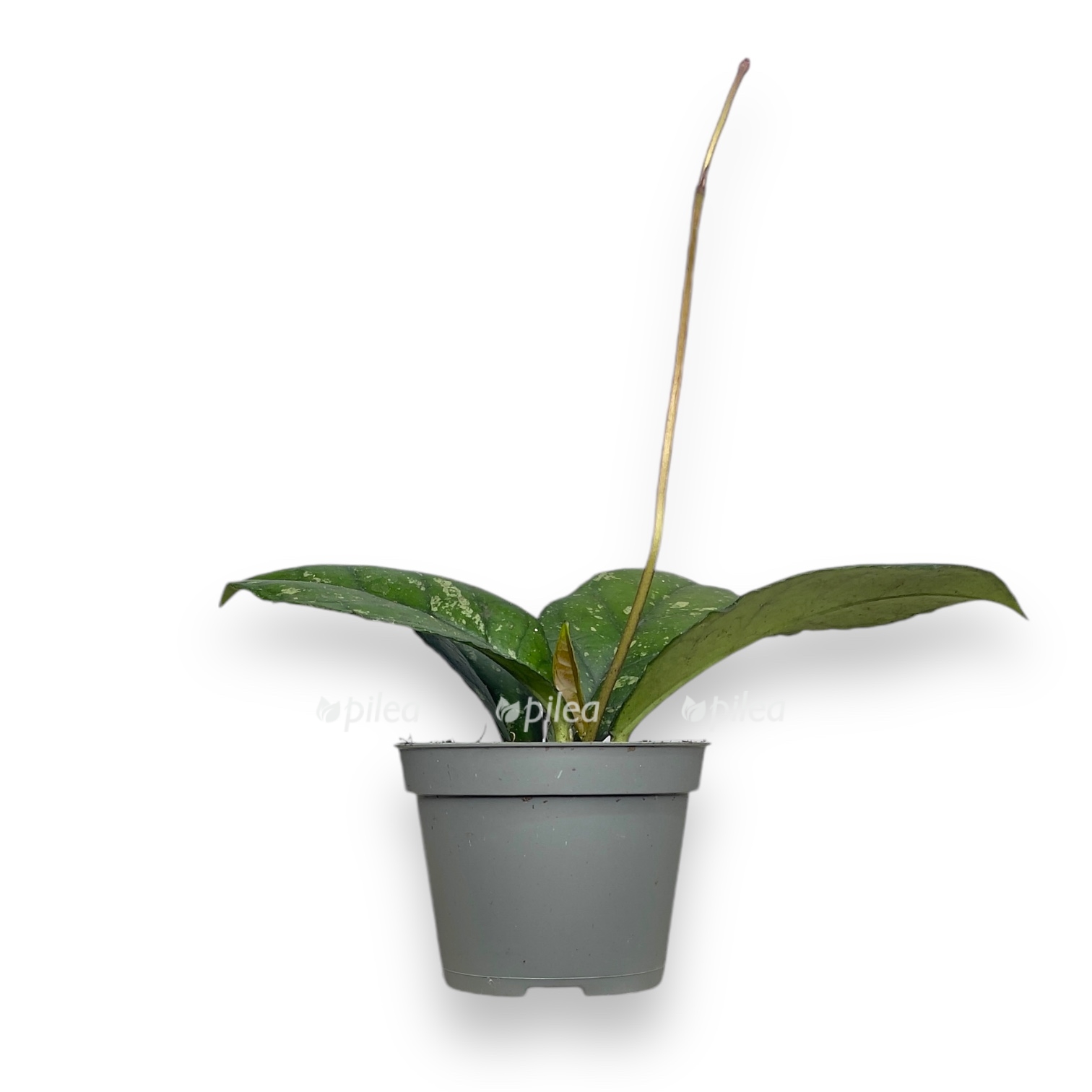 hojya kallistofilla sabah