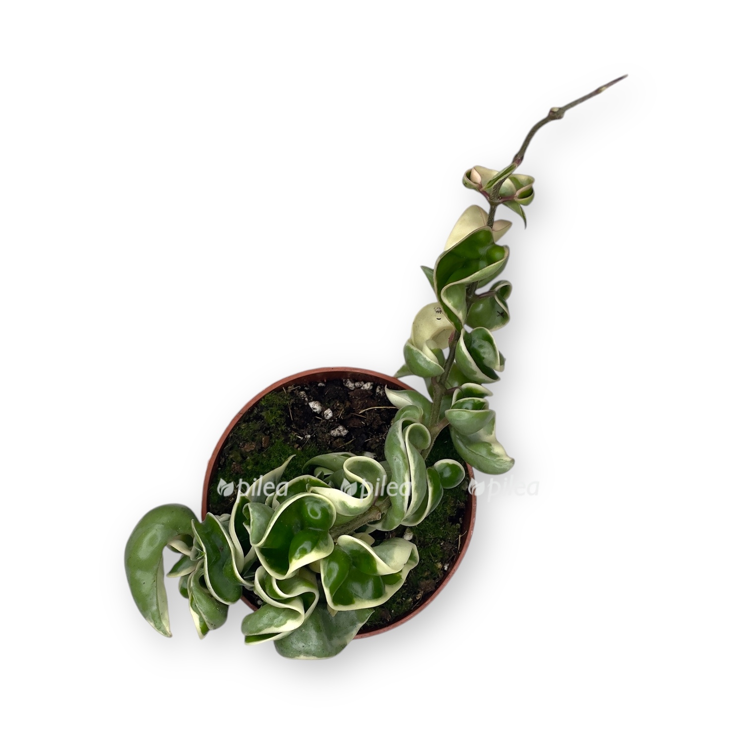 hojya karnoza kompakta variegata