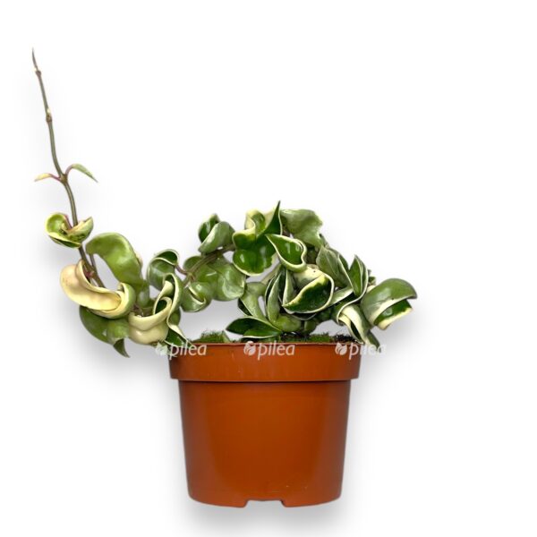 hojya karnoza kompakta variegata 1 e1757005563175