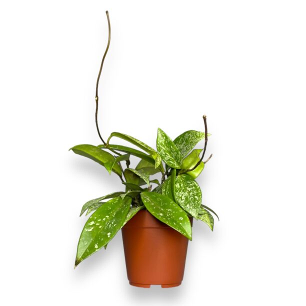 hojya karnoza publikalis e1770141019496