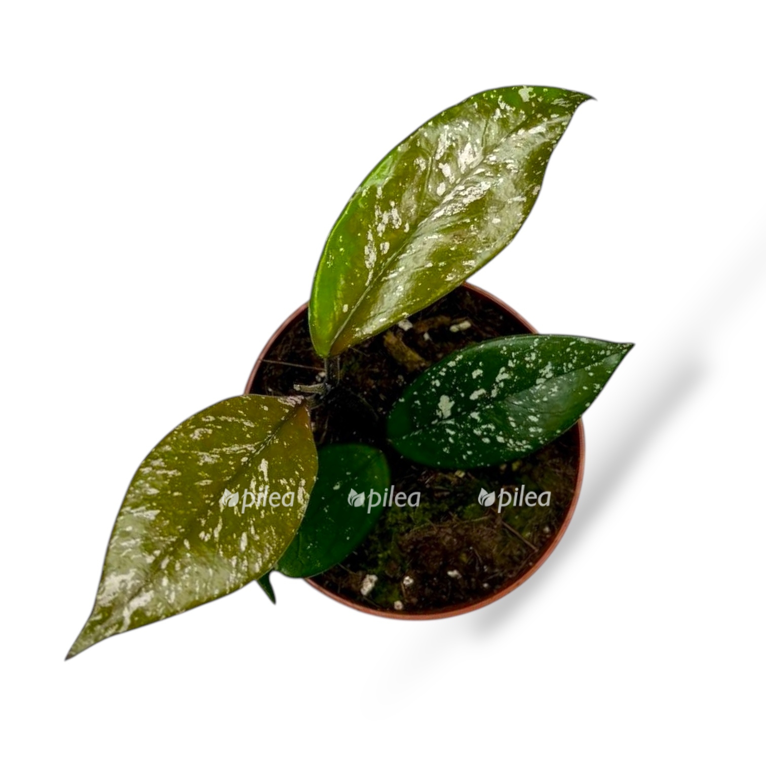 hojya karnoza stardast