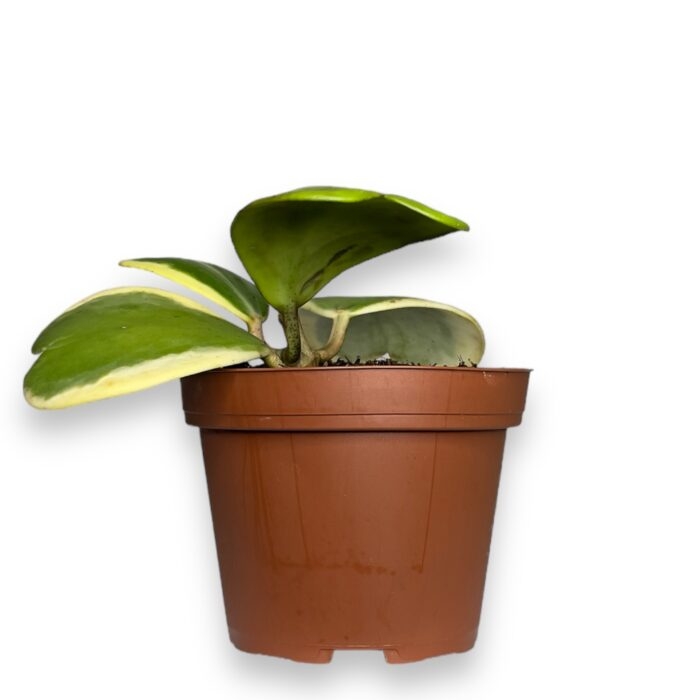 hojya kerri variegata kust e1698155096493