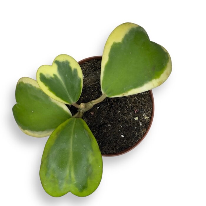 hojya kerri variegata kust1 e1698155106190