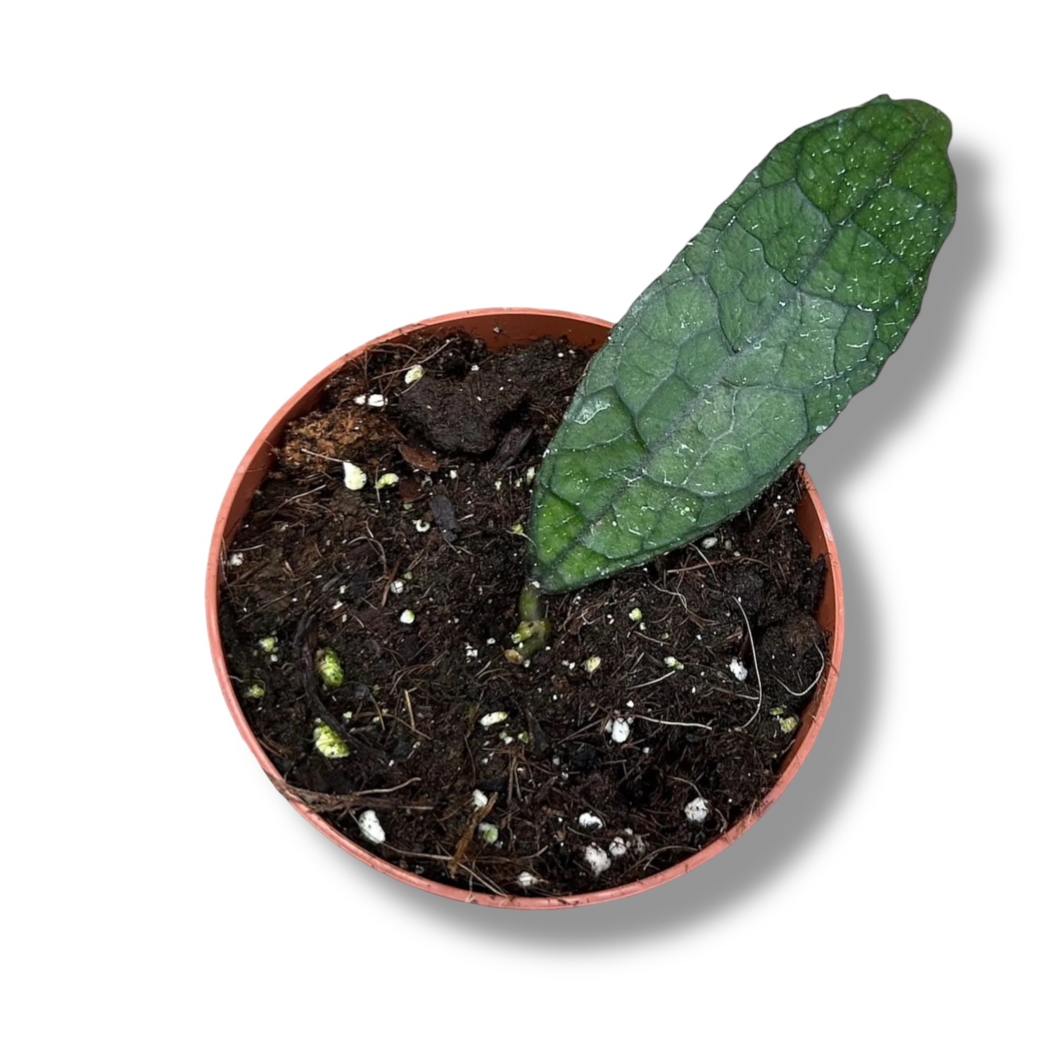 hojya klemenziorum dark lif