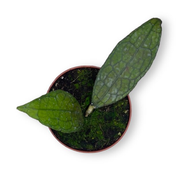 hojya klemenziorum sumatra e1768151634672