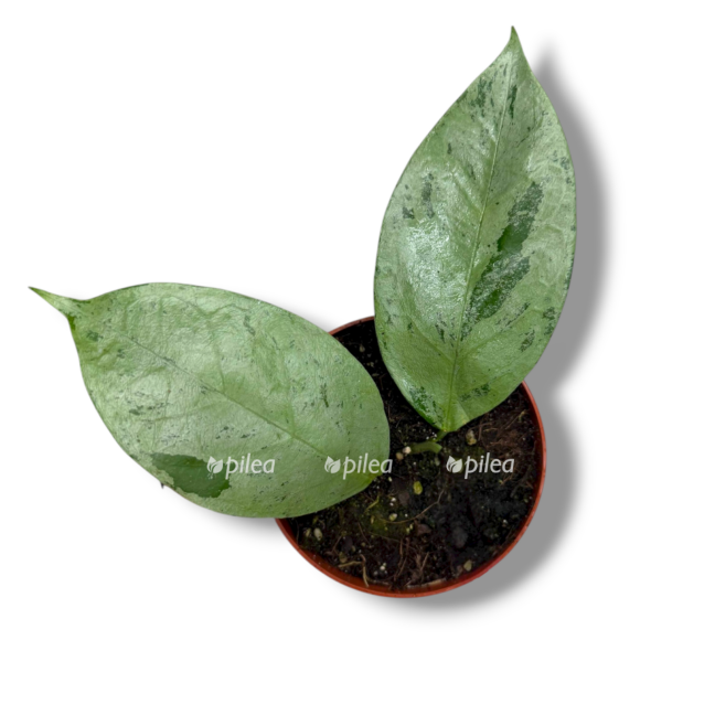 hojya koriaceya silver e1768816109791