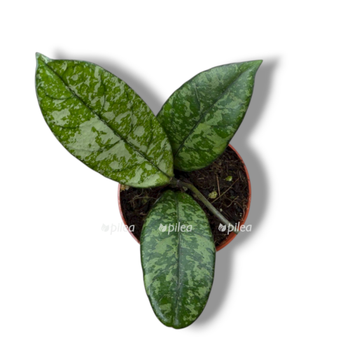 hojya krassipetiolata splesh e1768036673689