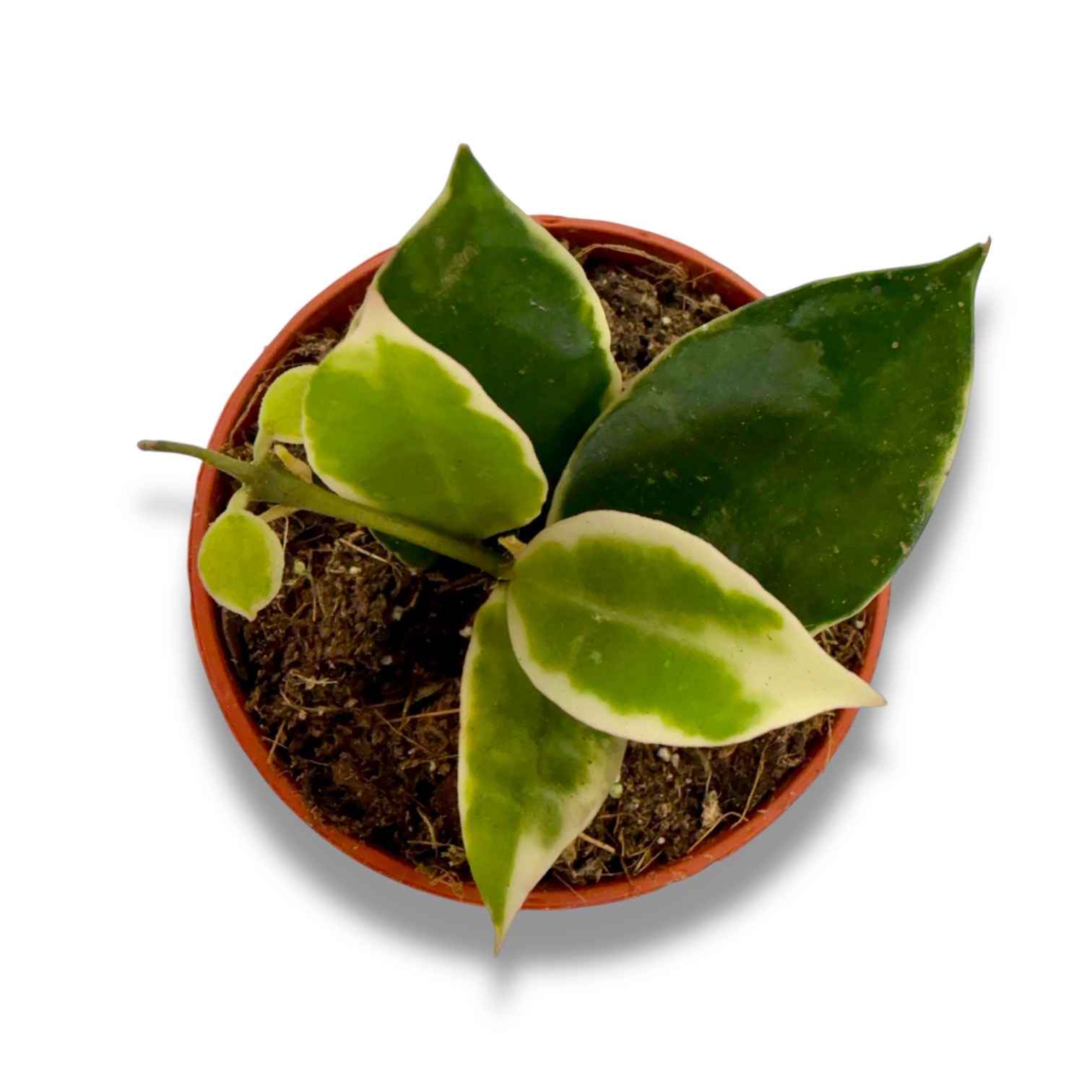 hojya lakunoza asami