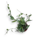hojya lakunoza mint e1722700411431