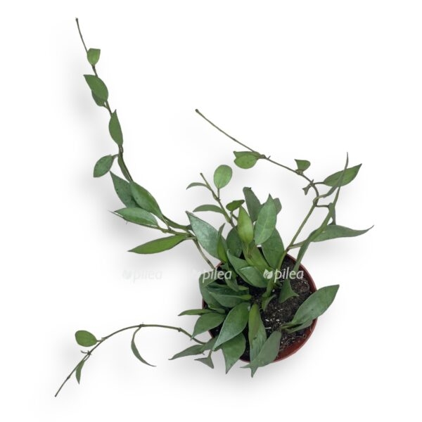 hojya lakunoza mint e1722700411431