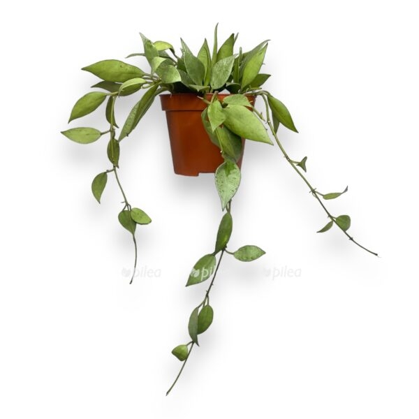 hojya lakunoza mint e1722700418120