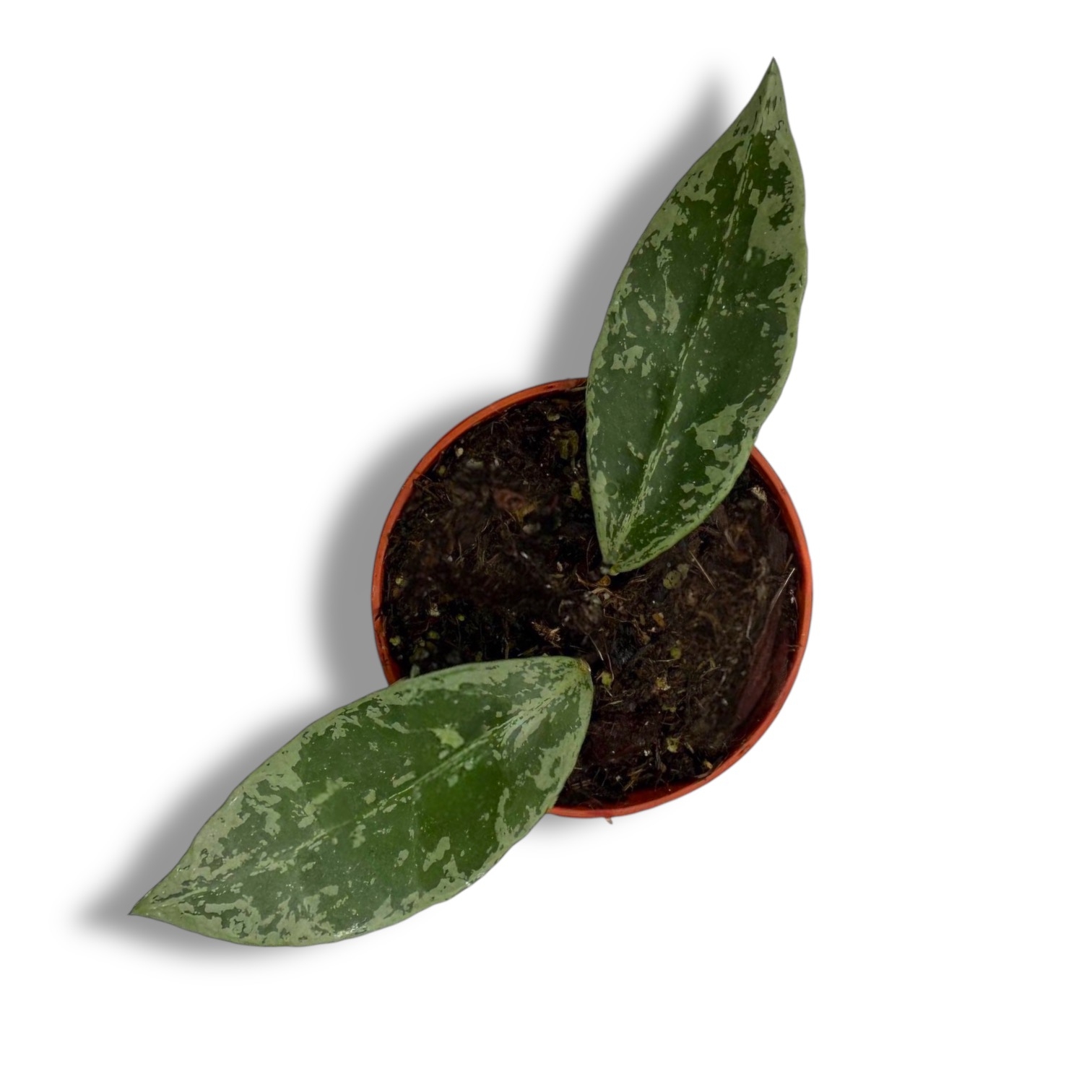 hojya lakunoza snou leopard