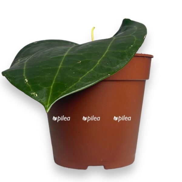 hojya latifoliya e1724578031542