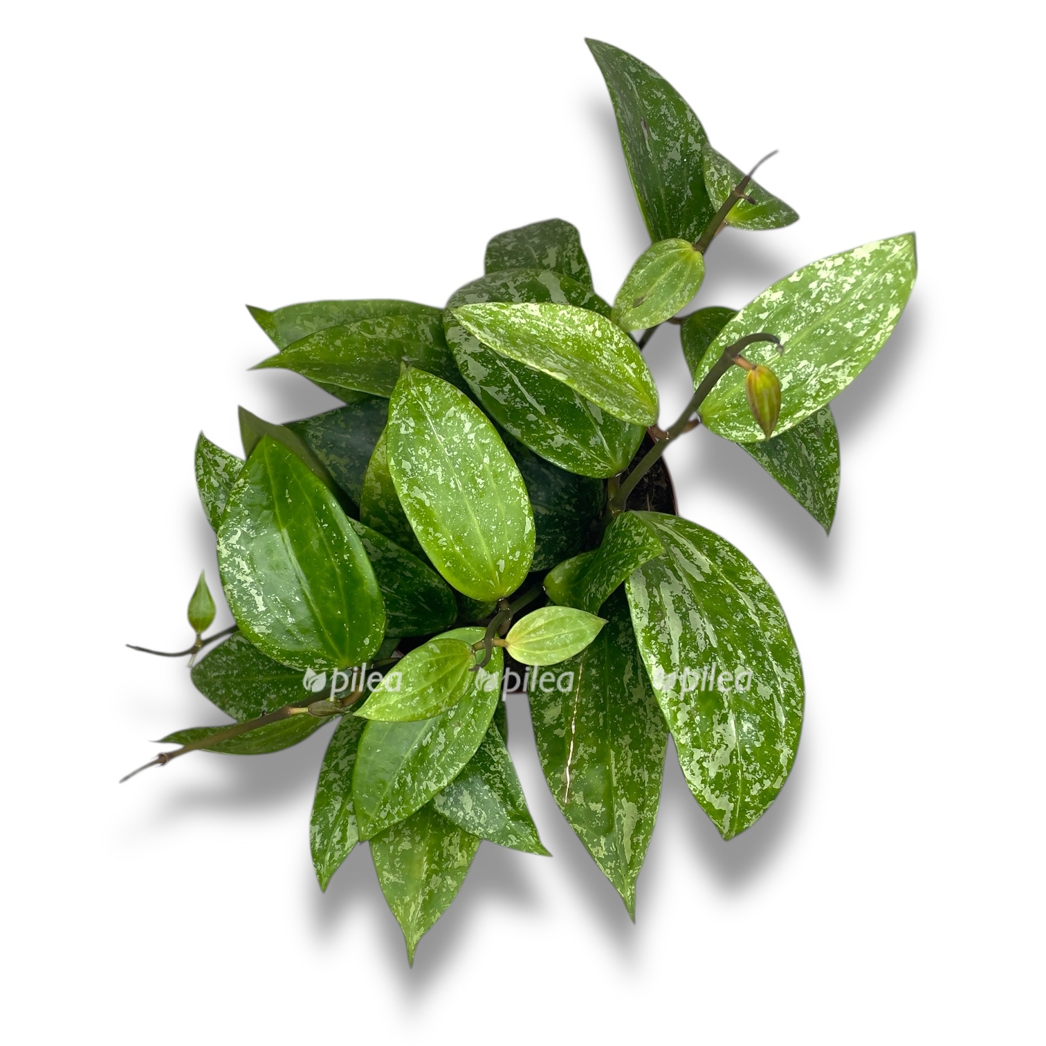 hojya latifoliya rangsan