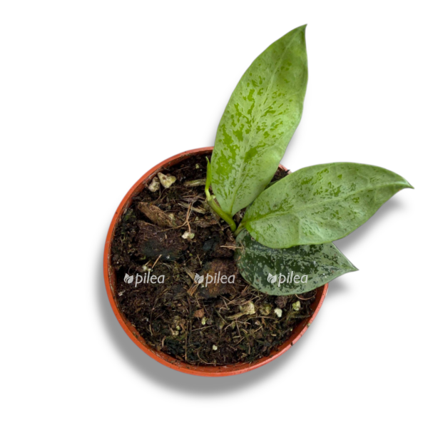 hojya leopard skin e1768032545352