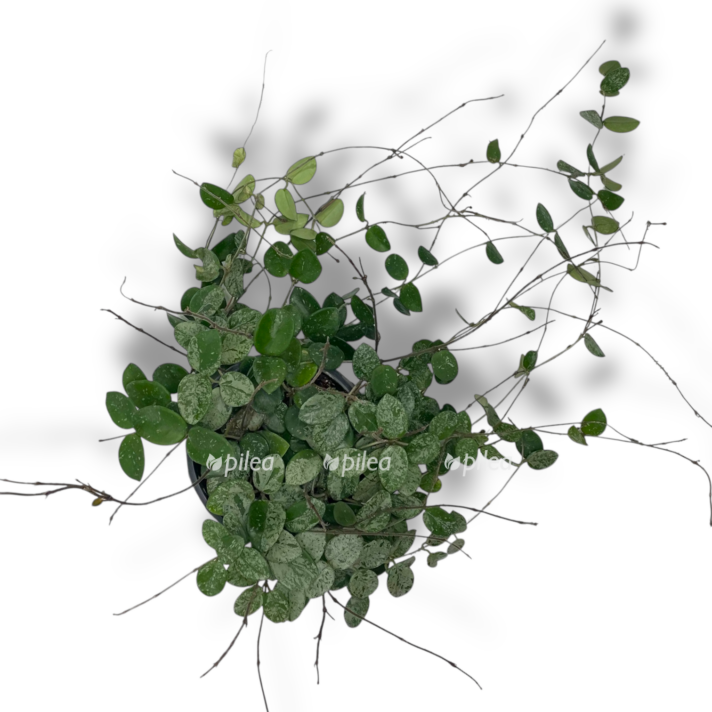 hojya matilda splesh e1770012510637