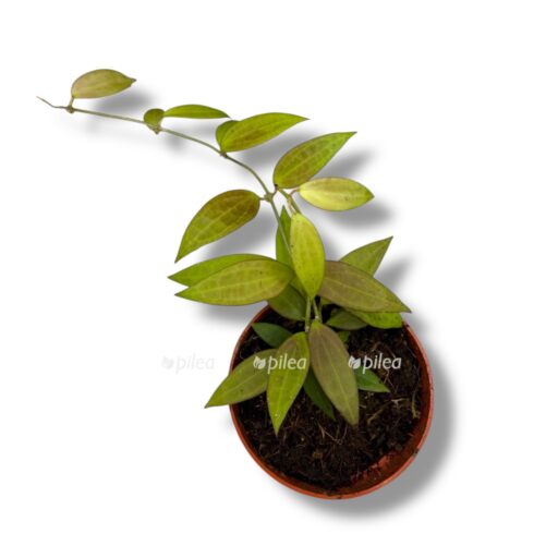 hojya mikrodvarf e1769498097326