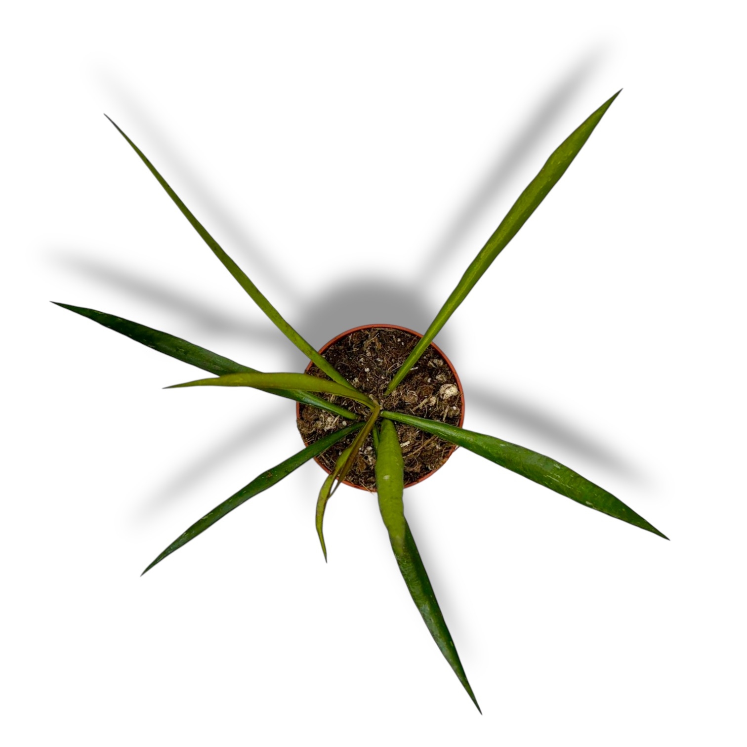 hojya-mirabilis-.jpeg hojya mirabilis