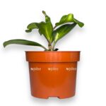 hojya obovata variegata