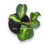 hojya obovata variegata e1707850377969
