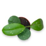hojya obovata1 e1697044698482