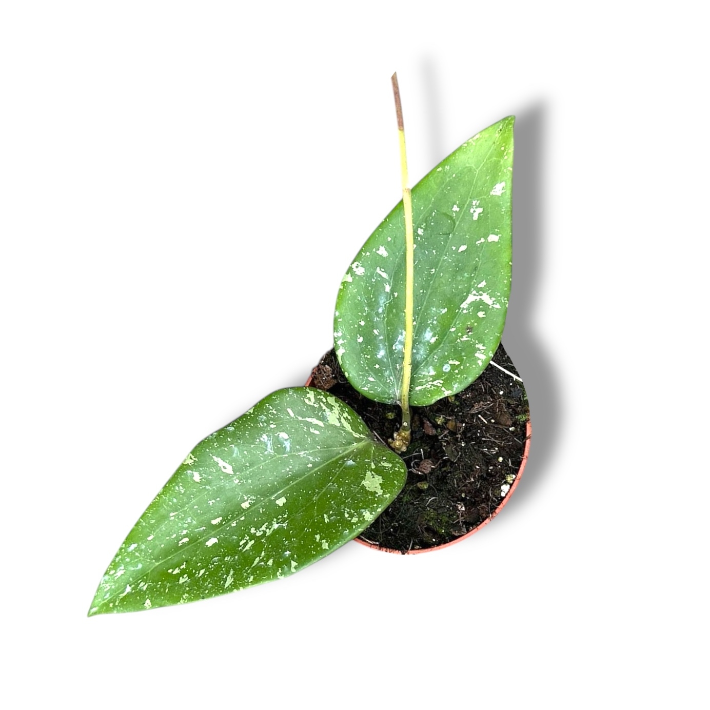 hojya padang sidempuan