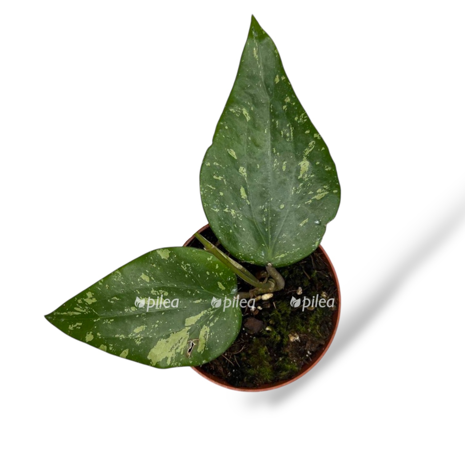 hojya padang sidempuan