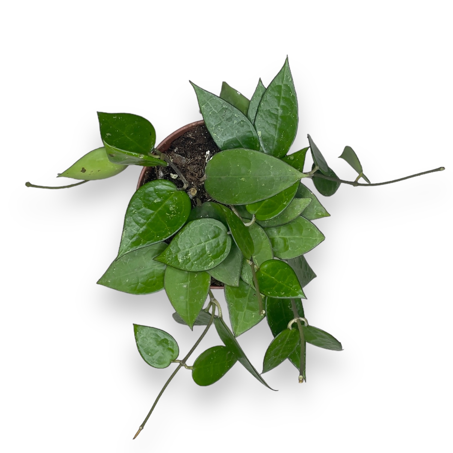 hojya parazitika blek ejdzh