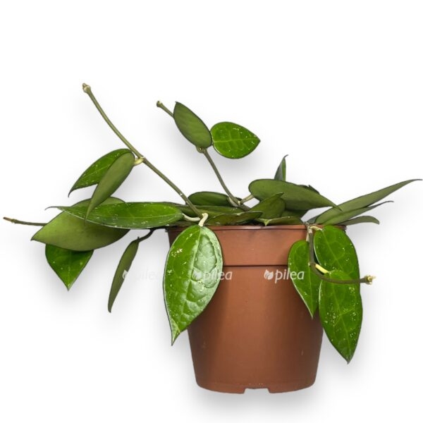 hojya parazitika blek ejdzh e1740975667643