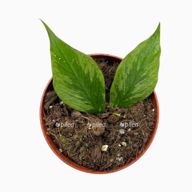 hojya polinejra broget e1770135354532