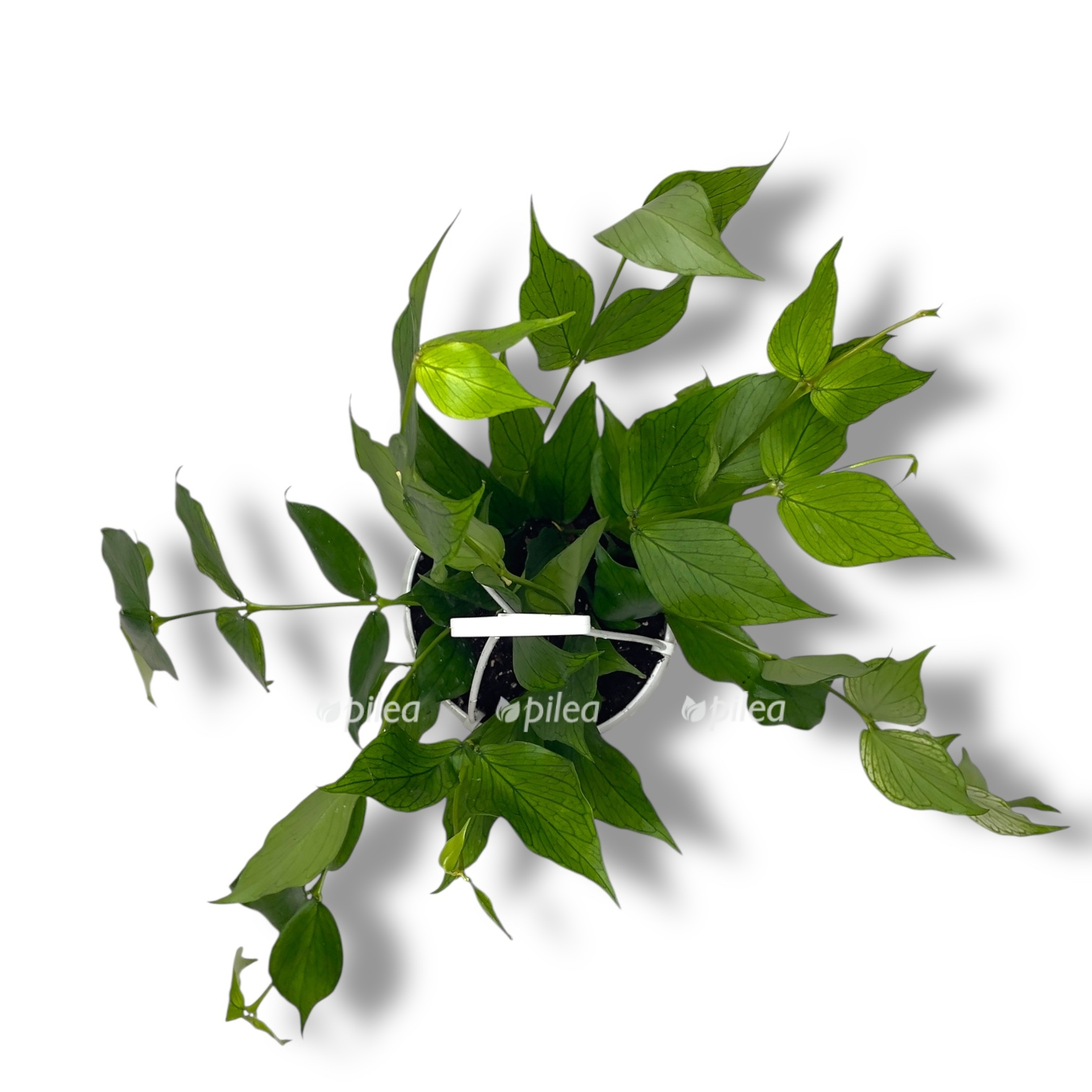 hojya polinejra podvesnaya