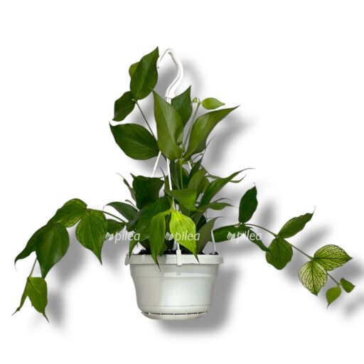 hojya polinejra podvesnaya e1768037791857