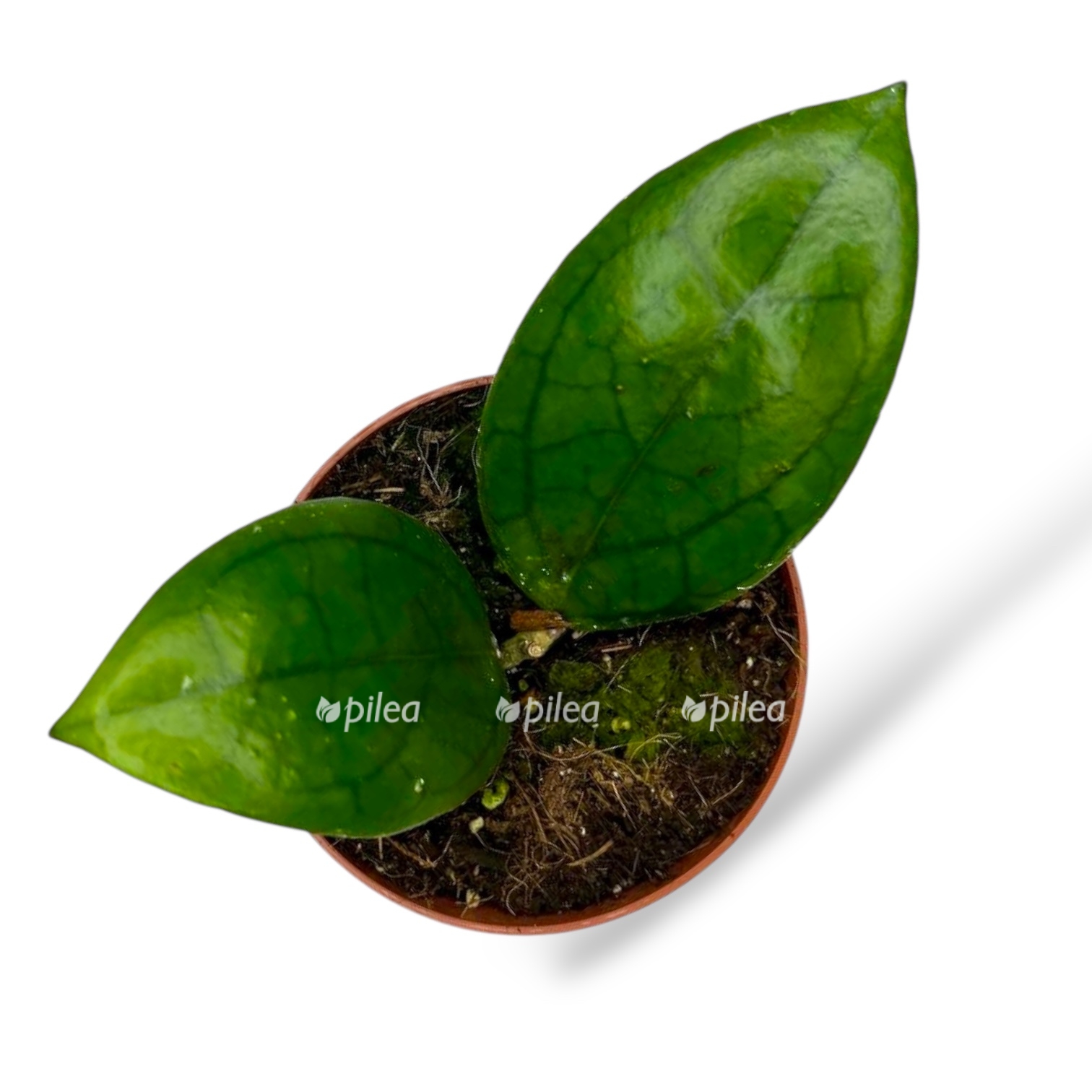 hojya puom siam rubi