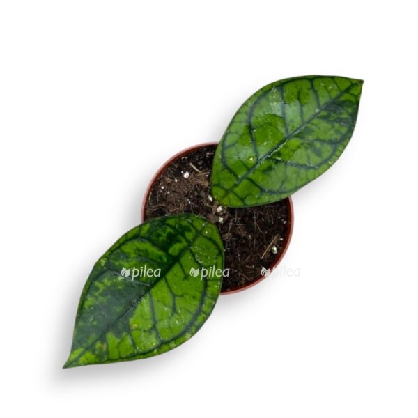 hojya ranauensis e1738942305276