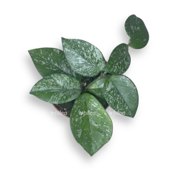 hojya rundumensis splesh 1 e1729773793195