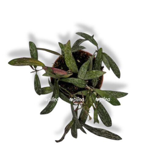 hojya sigillatis e1744341551541