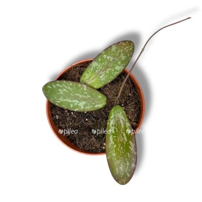 hojya sigitalis silver e1744341540297