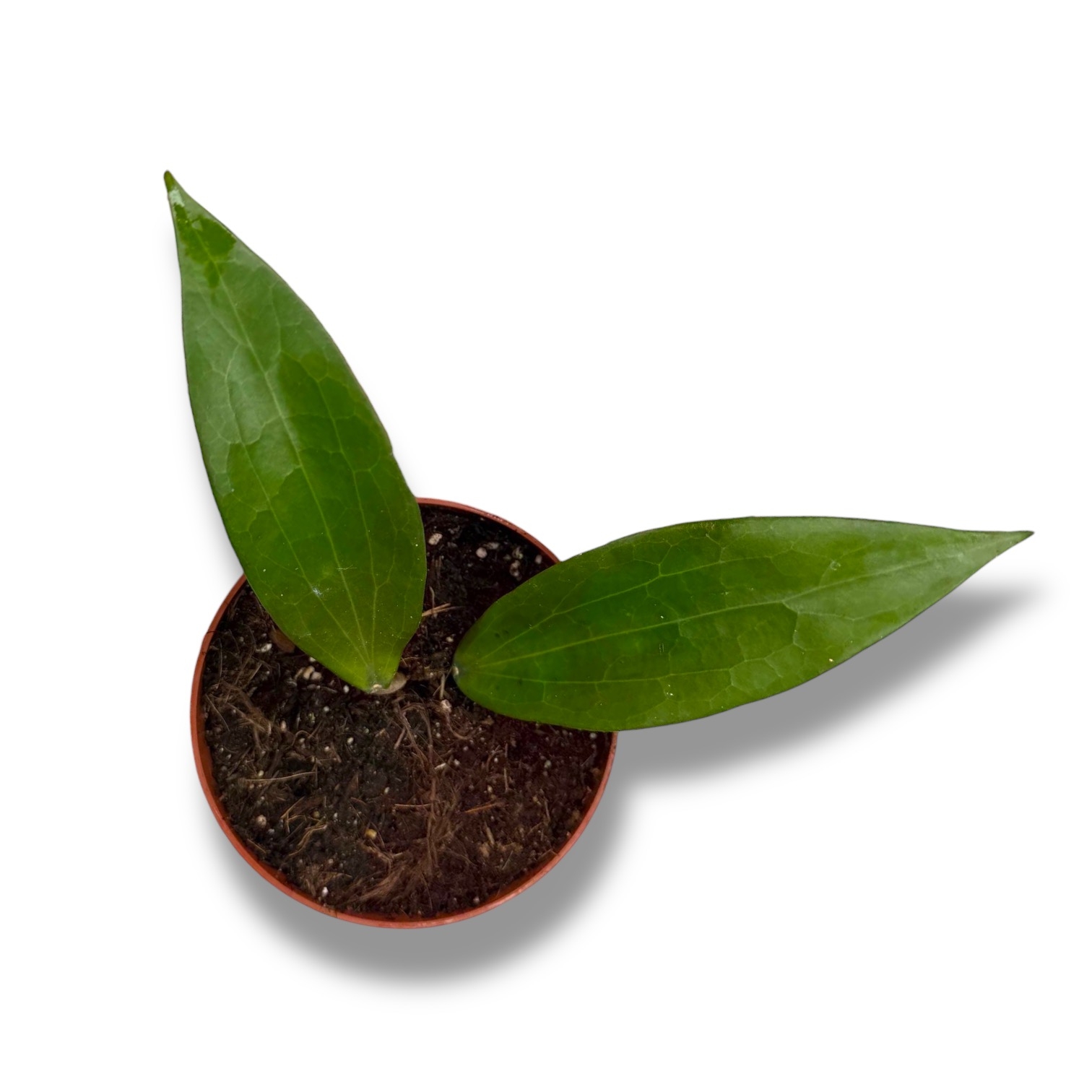 hojya sinnamomifoliya