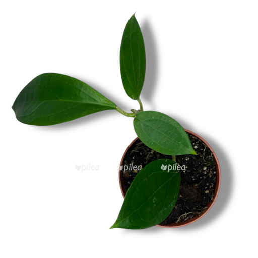 hojya-ternejt-e1768036878442.png hojya ternejt e1768036878442