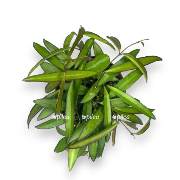 hojya vajeti e1726948448881