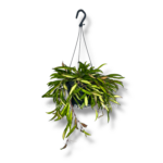 hojya vajeti trikolor variegata